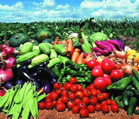 福永、沙井及深圳地區的農產品與綠植服務概覽 蔬菜配送、批發與苗木供應