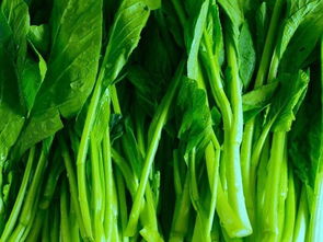 油菜 餐桌上的營養明星與田間地頭的生態衛士